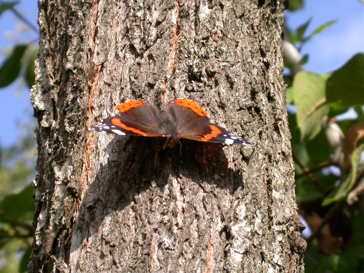 Atalanta - Vanessa atalanta